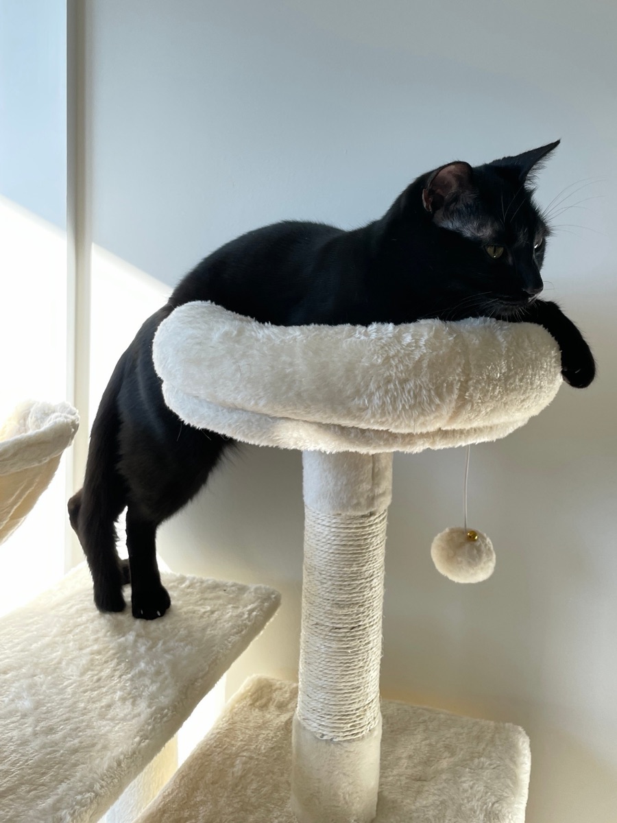 McNutty, a black cat draped over the top perch of a cat tree