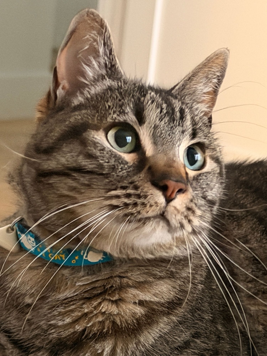 Moxie, a gray tabby cat with green eyes, looking up